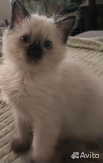 Тайские котята