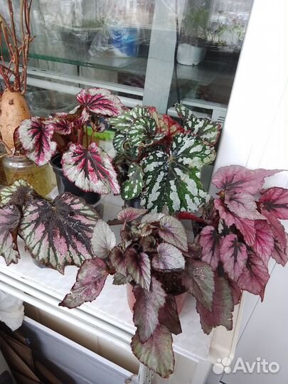 Комнатные цветочки