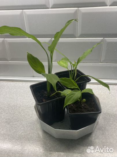 Спатифиллум