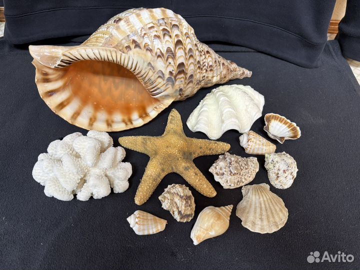 Морские ракушки раковины коралл