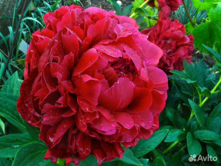 Пион Генри Бокстос