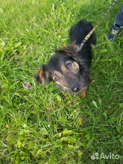 Отдам в добрые руки