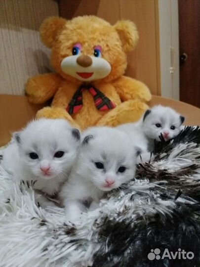 Наши чудо рэгдолл котята