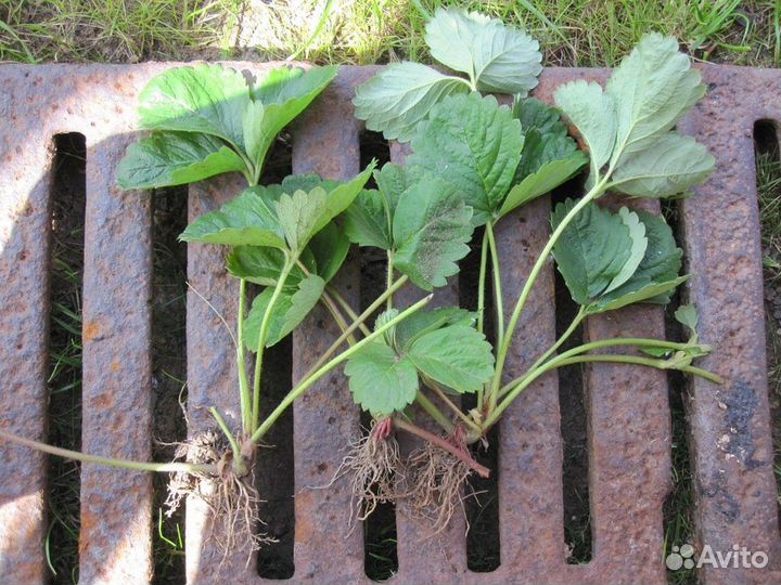 Рассада клубники (усы)