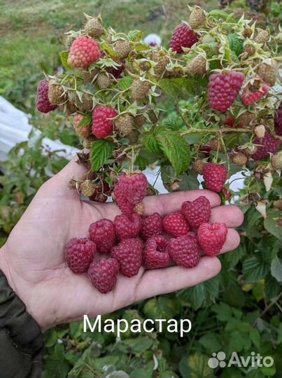 Саженцы малины