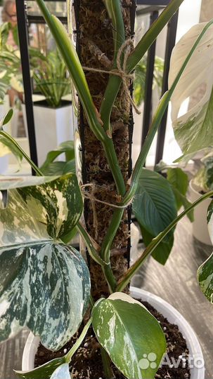 Опоры для цветов