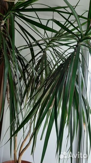 Пальма драцена