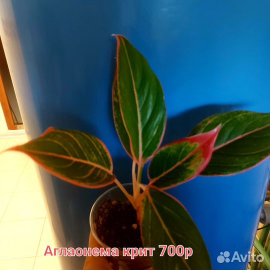 Комнатные цветы