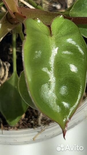 Филодендрон Биллитау Вариегатный