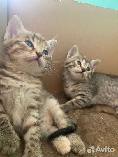 Кошка в дар