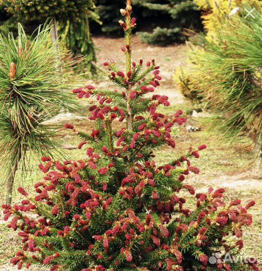 Ель круэнта,Ридал