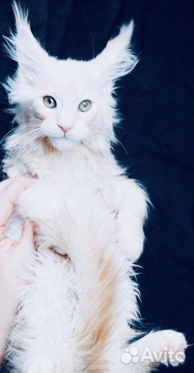 Полидакты и классики котята и вязка