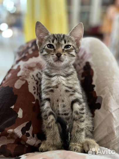 Кошечка 2 месяца