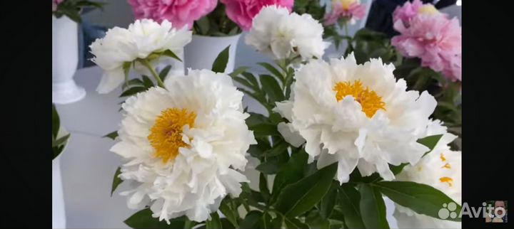 Декоративные растения для сада