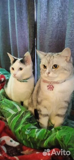 Котик Марсик