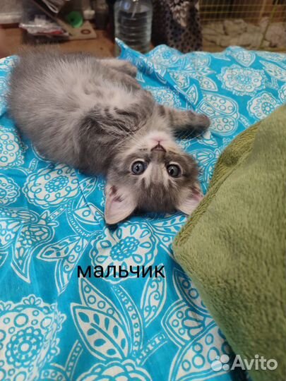 Котята мейн-кун