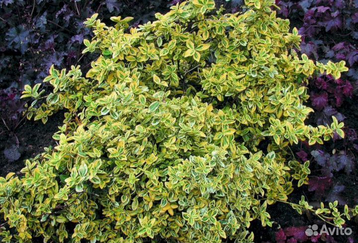 Бересклет Форчуна Эмеральд Голд