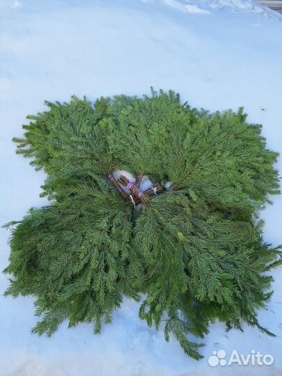 Веники для бани. Можжевеловый Только оптом