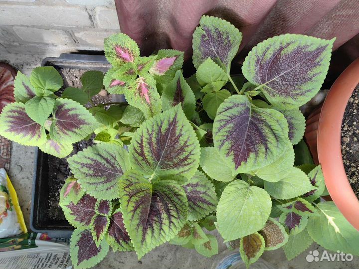 Колеусы вегетативные в горшке
