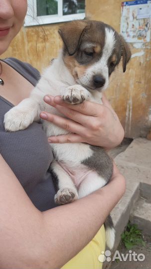 Возьмите в добрые руки