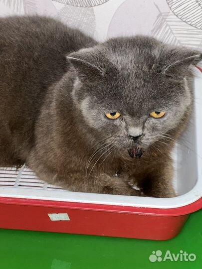 Кошка британка- метис, в дар