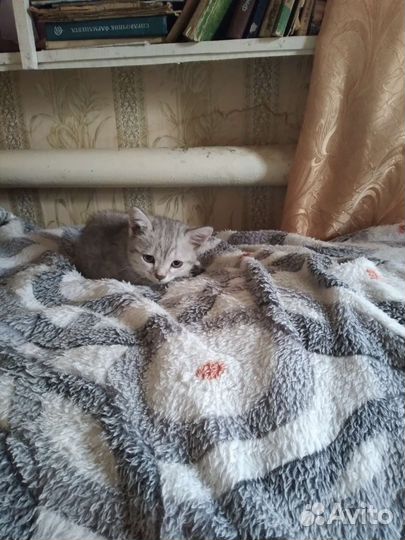 Кошка в дар бесплатно