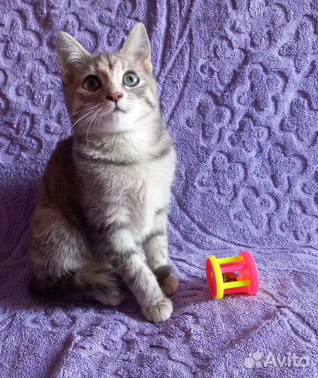 Котенок девочка