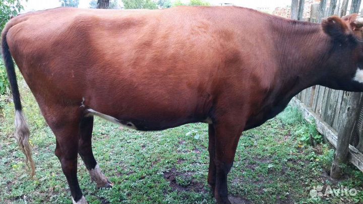 Продаю телку, стеленая, 65000т.р