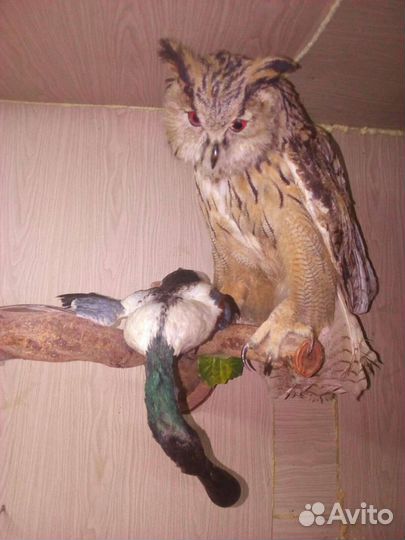 Таксидермия