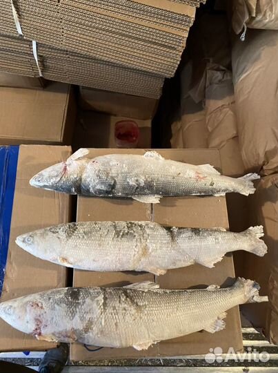 Омуль свежемороженый