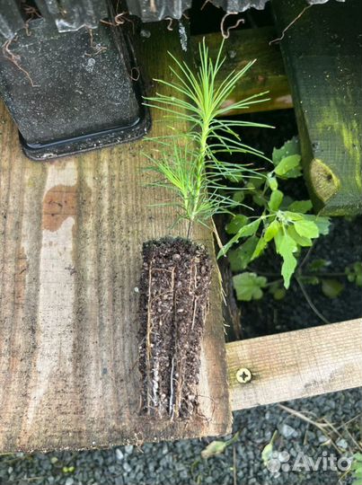 Зкс и окс сеянцы Сосна Ель Лиственница с окс