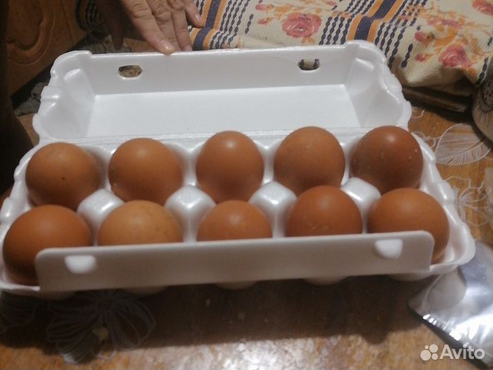 Домашние куриные яйца