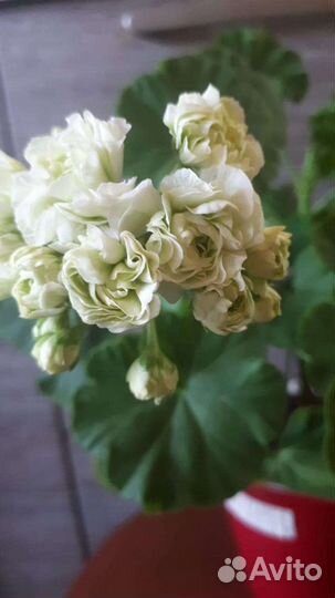 Пеларгония герань коллекционные