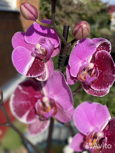 Фаленопсис Мультфлора Харли Квин