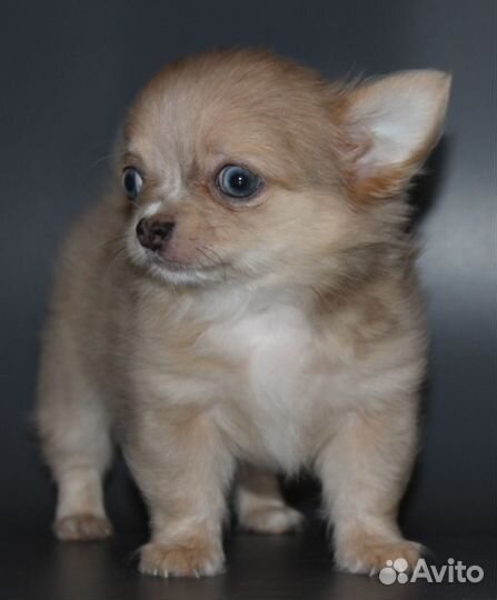 Чихуахуа лиловый мрамор