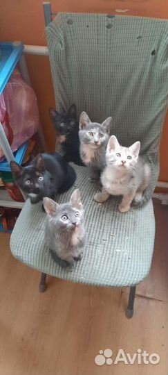 Очаровательные котята в добрые руки