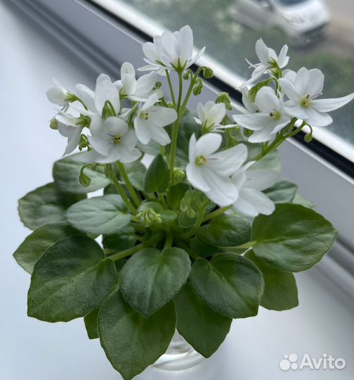 Фиалки трейлеры