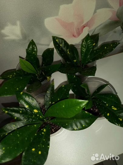 Кротон аукуболистный