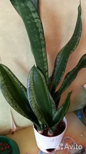 Сансевиерия Whitney