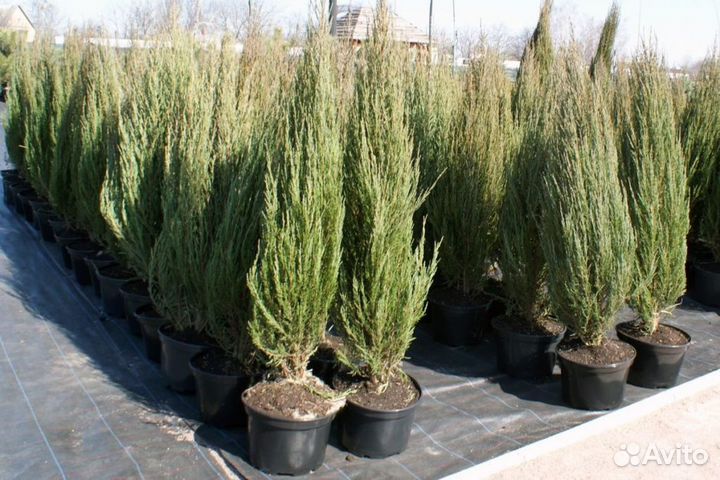 Скальный Блю Эрроу