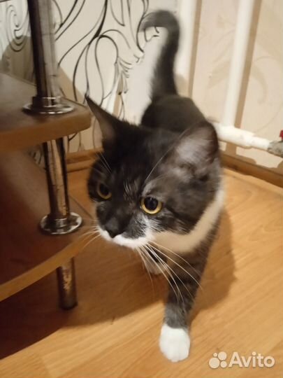 Молодой котик