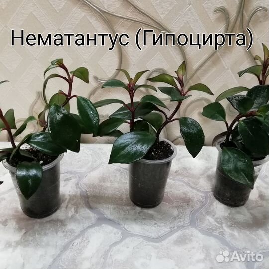 Комнатные растения