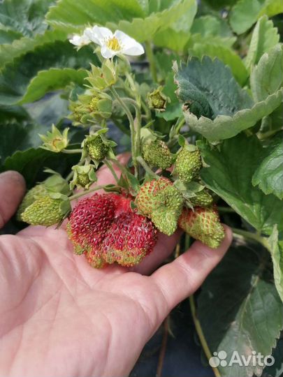 Рассада клубники