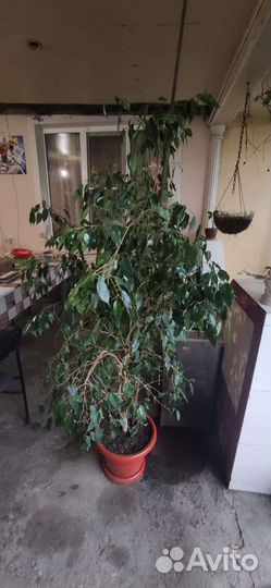 Фикус Бенджамина