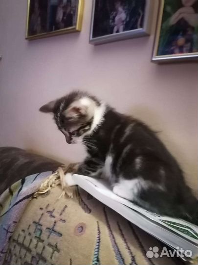 Отдам бесплатно