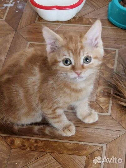 Котята