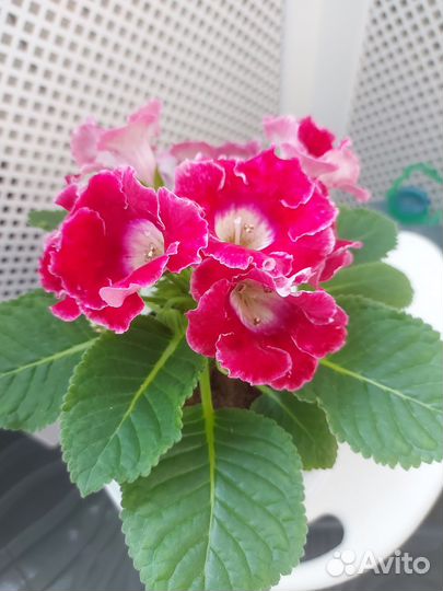 Глоксиния цветущая