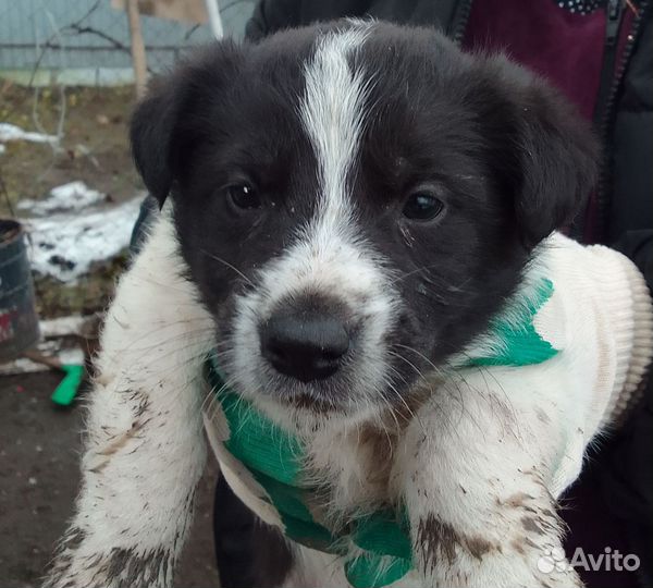 Отдам щенков в добрые руки