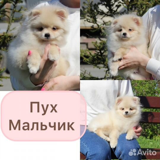 Щенки Мини Шпица