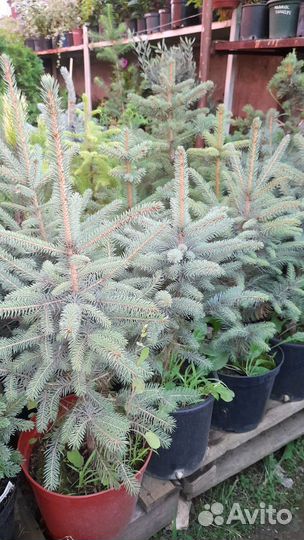 Ели Маджестик, Супер блю, Глаука, Крымские зкс